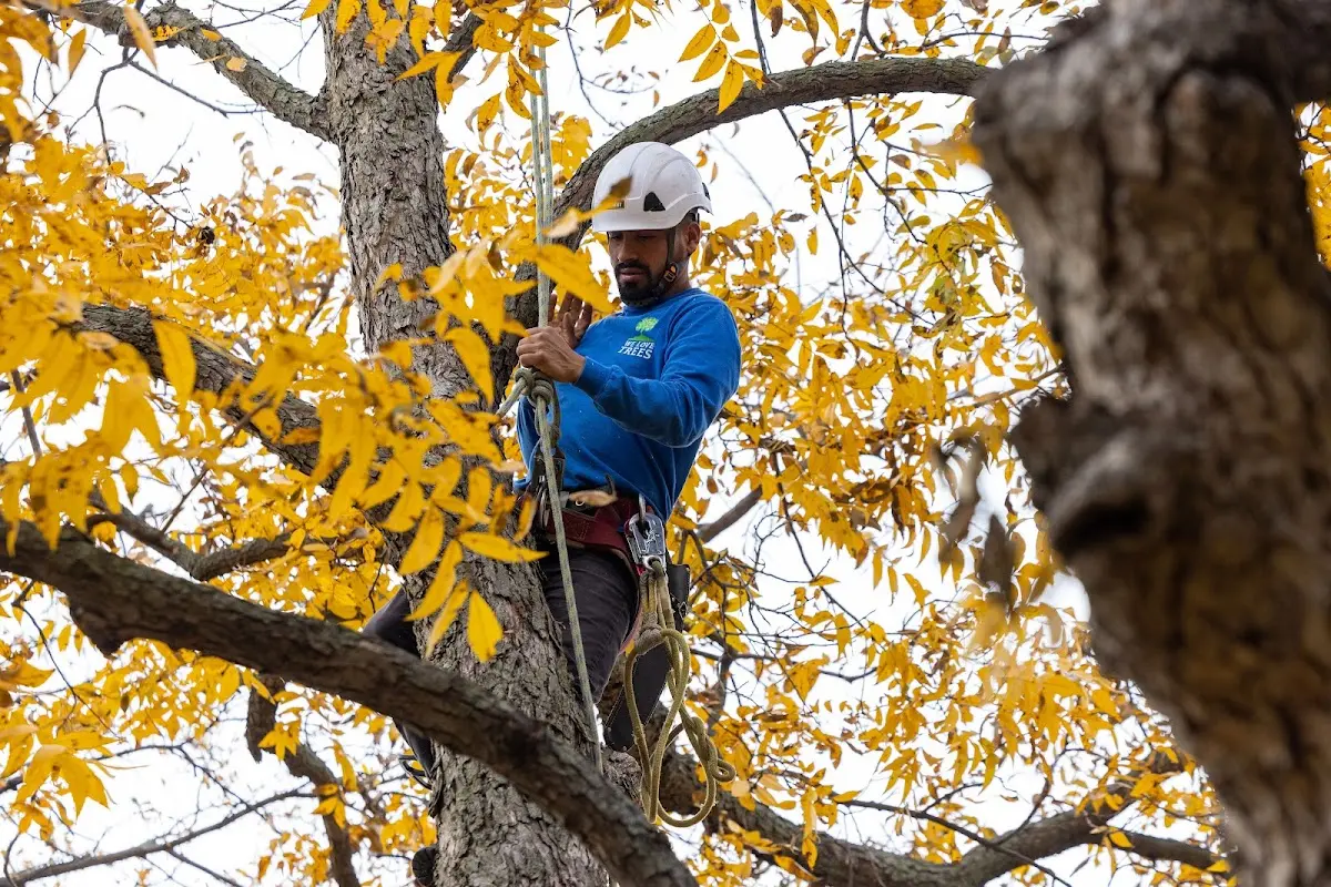 Skilled Storm Damage Cleanup crew working in Avon